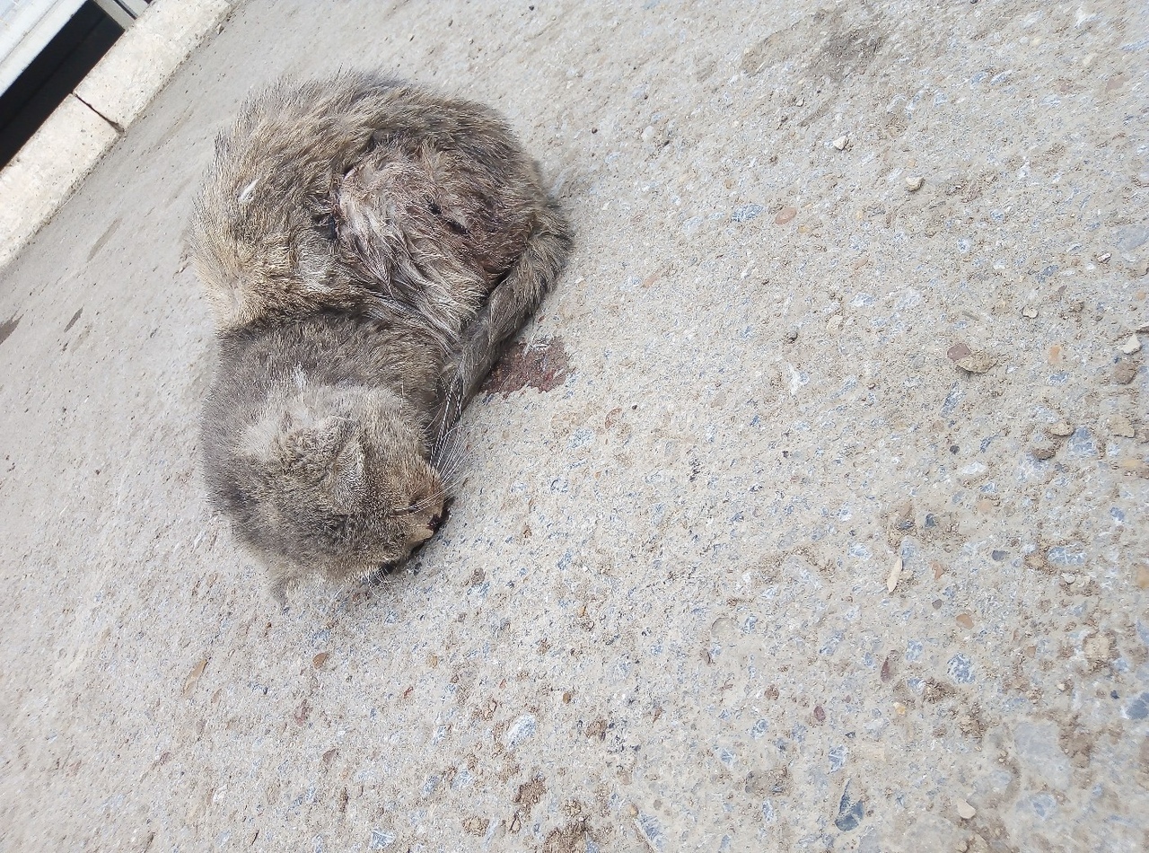 «Лежит рядом с мусоркой. Глаз почти вылез из орбиты»: В Башкирии живодеры измучили уличного котенка