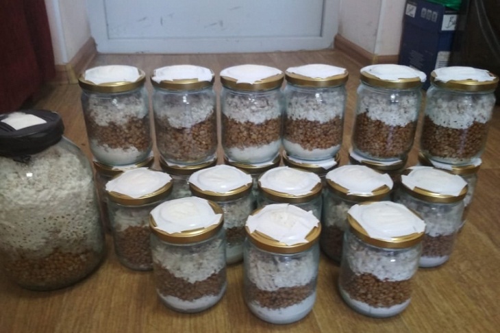 Полиция Иркутского района ликвидировала нарколабораторию с коноплей и галлюциногенными грибами