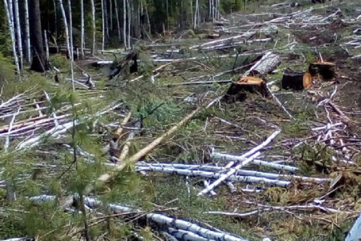Под Ангарском организация вырубила лес на 1,3 миллиона рублей под видом геологоразведочных работ