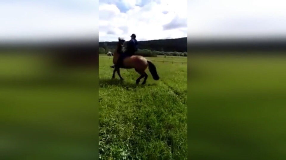 Видео: На сабантуе в Башкирии лошадь станцевала под народную плясовую музыку