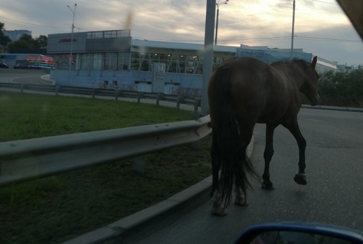 В Иркутске разыскивают хозяев коня, гулявшего по дороге на Старокузьмихинской