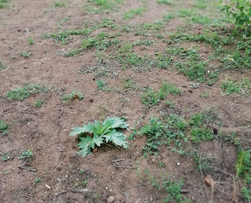 В Башкирии в парке обнаружили ядовитое растение