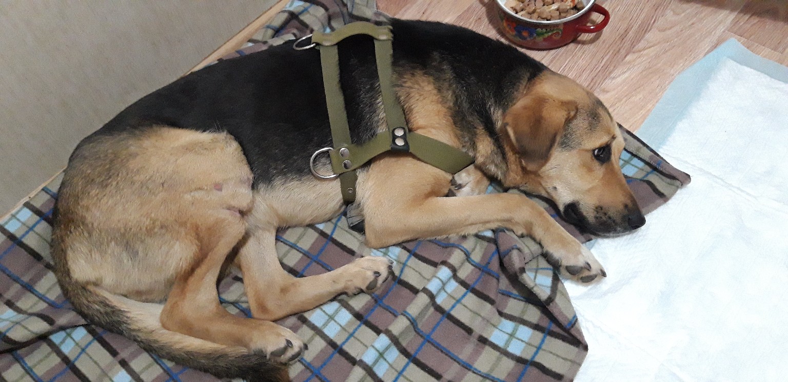 В Уфе потерявшейся собаке с травмированной лапой вновь требуется помощь