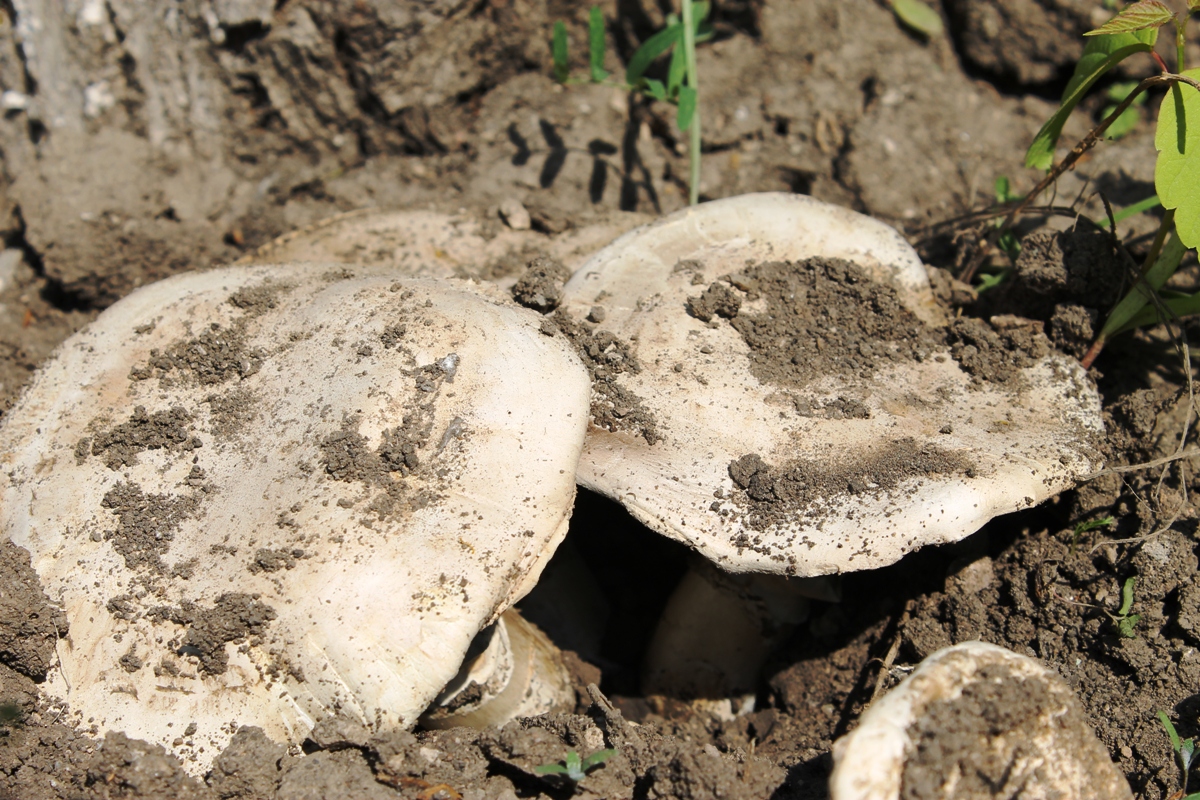 В Башкирии в лесу потерялся 60-летний грибник