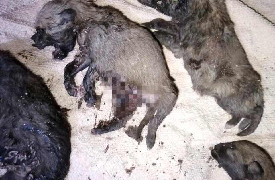В Башкирии руководство школы, где учатся зверски убившие щенят подростки, повело себя крайне возмутительно