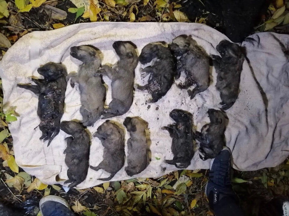 Жители Башкирии запустили петицию с требованием наказать зверски убивших щенков подростков