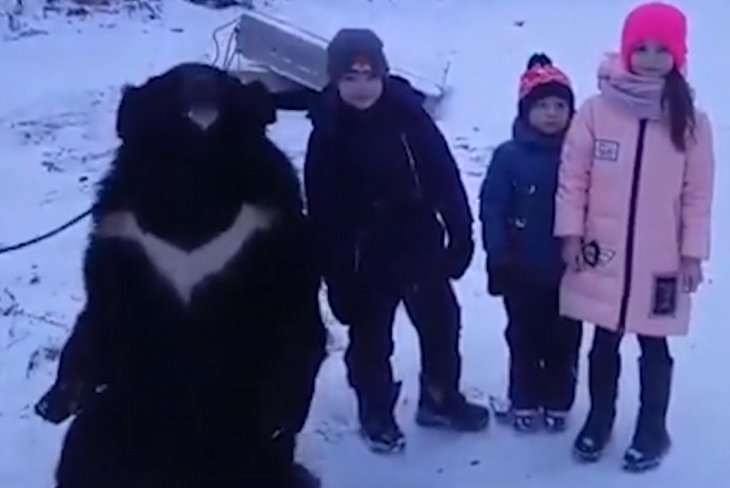 Жители Усть-Кута пожаловались на жестокое обращение с цирковым медвежонком