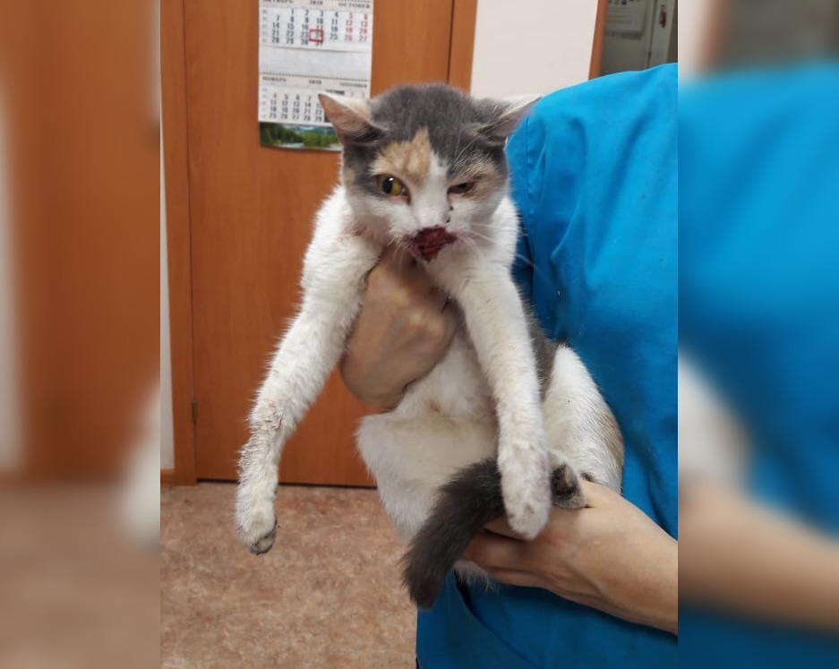 «Оба живы и здоровы»: Волонтеры из Башкирии рассказали о состоянии кошки, ставшей жертвой живодеров