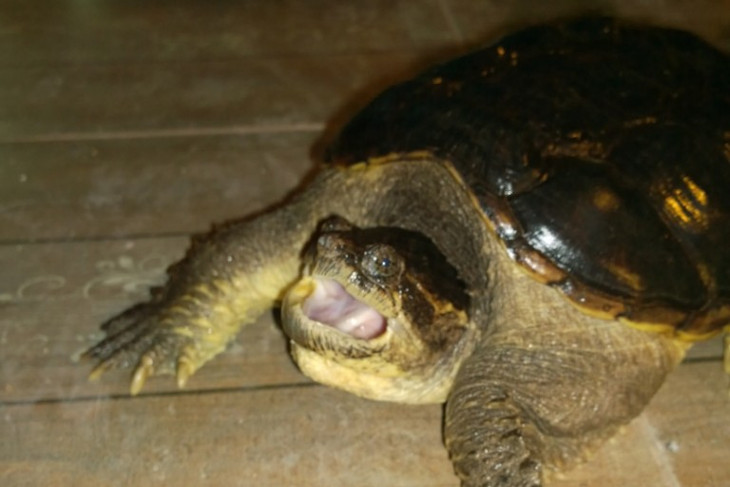 Иркутская зоогалерея продает каймановых черепах для покрытия долгов